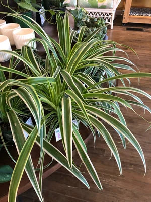 'reverse' spider plant