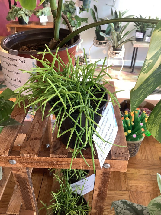 Rhipsalis cashero “mistletoe cactus”