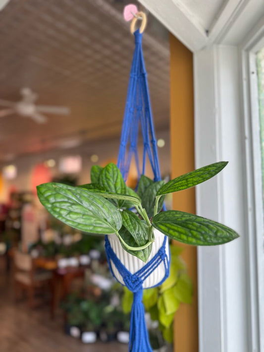 Royal blue macrame hanger