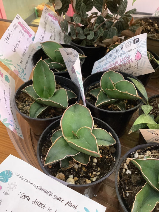 Samurai Snake Plant