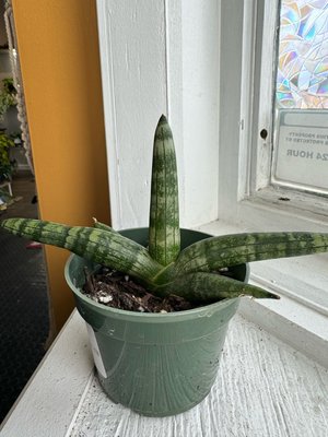 Sansevieria ‘Starfish’
