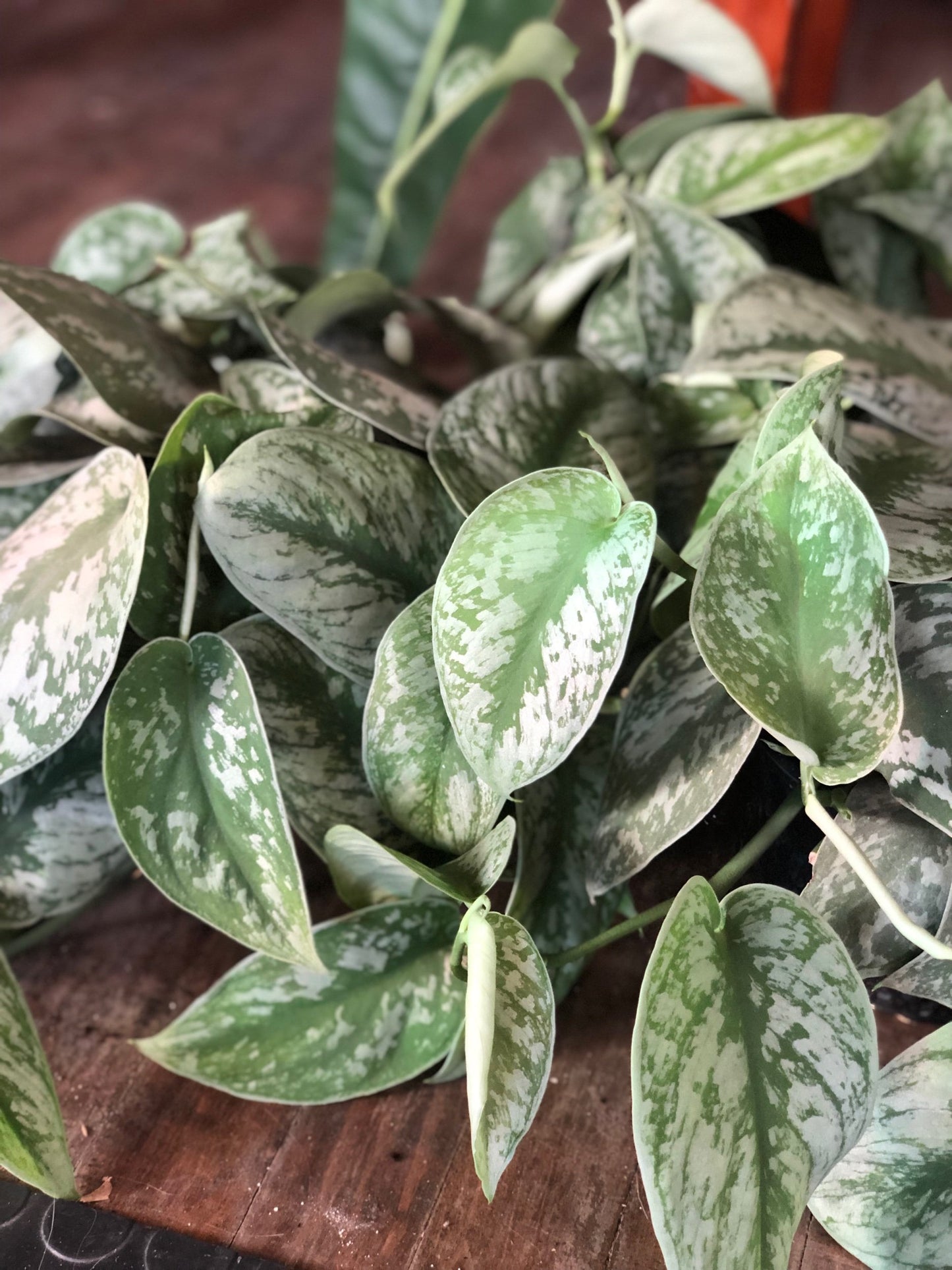 Scindapsus exotica