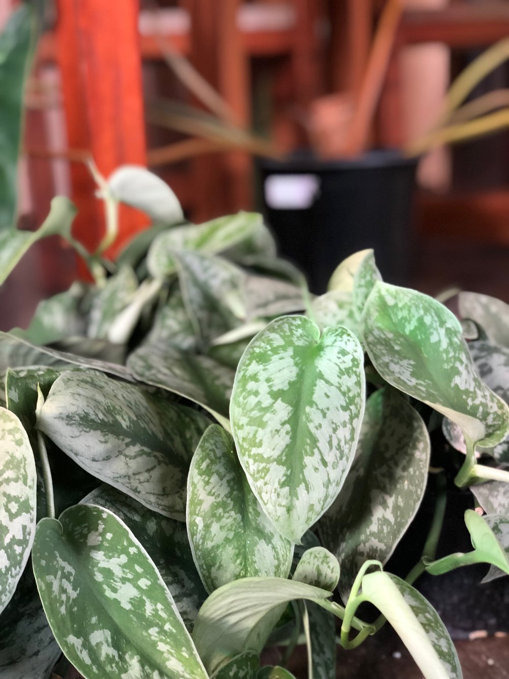 Scindapsus exotica
