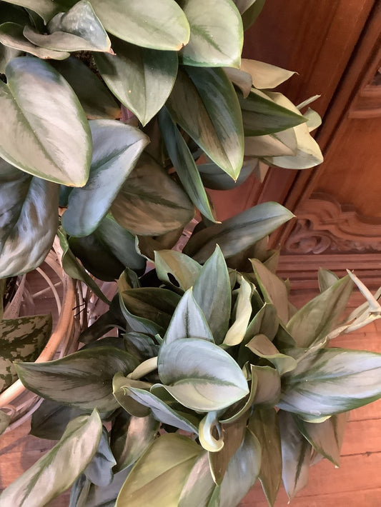 Scindapsus moonlight