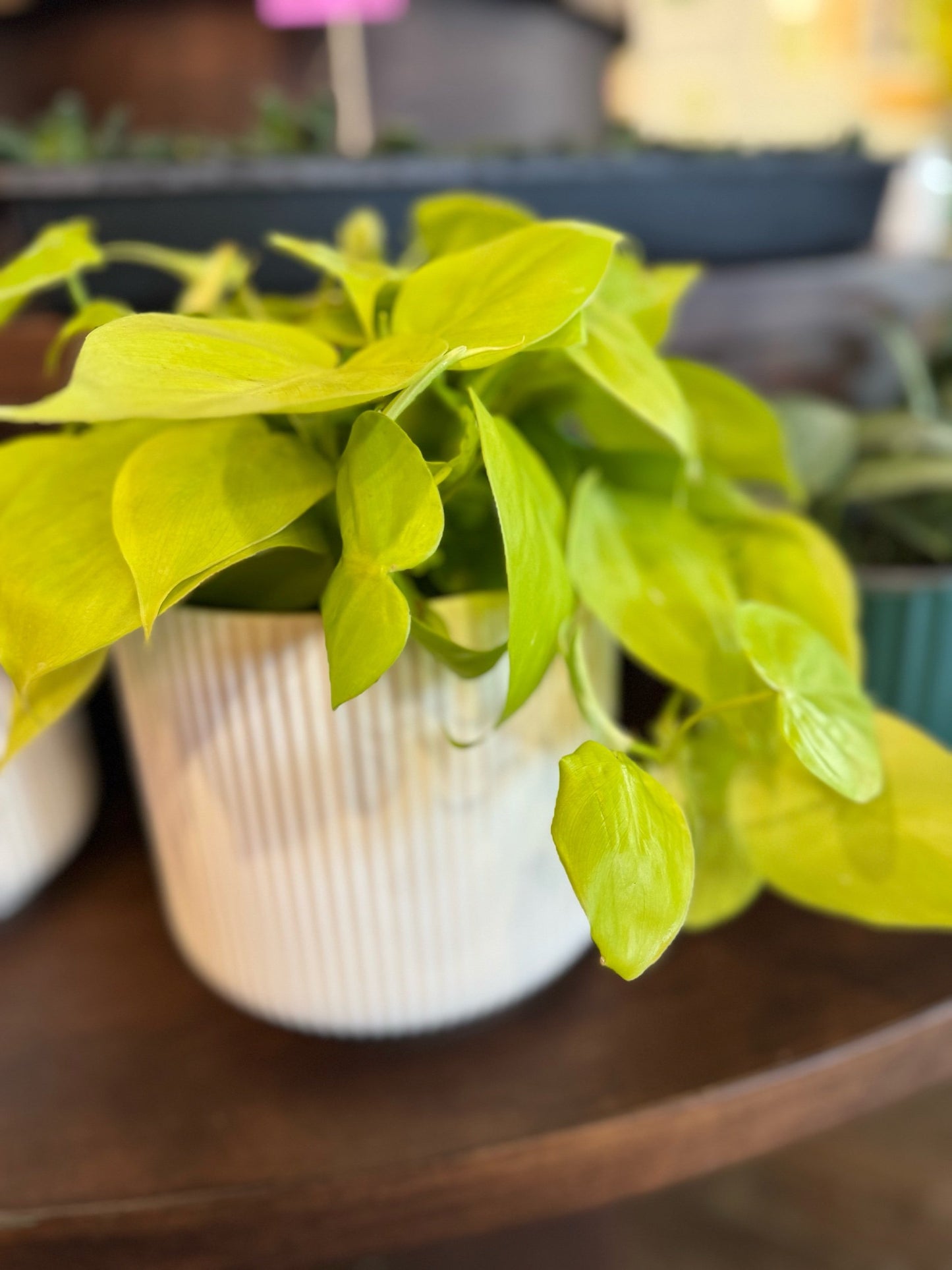 Shiny white planter