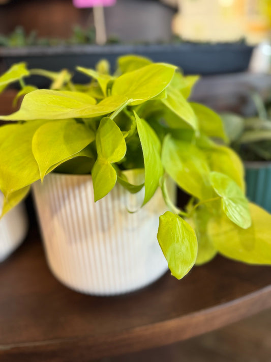 Shiny white planter