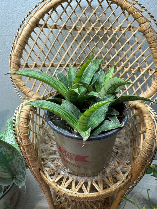 Silver steel snake plant
