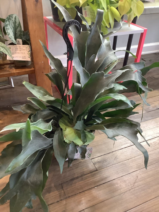 Staghorn Fern (large)