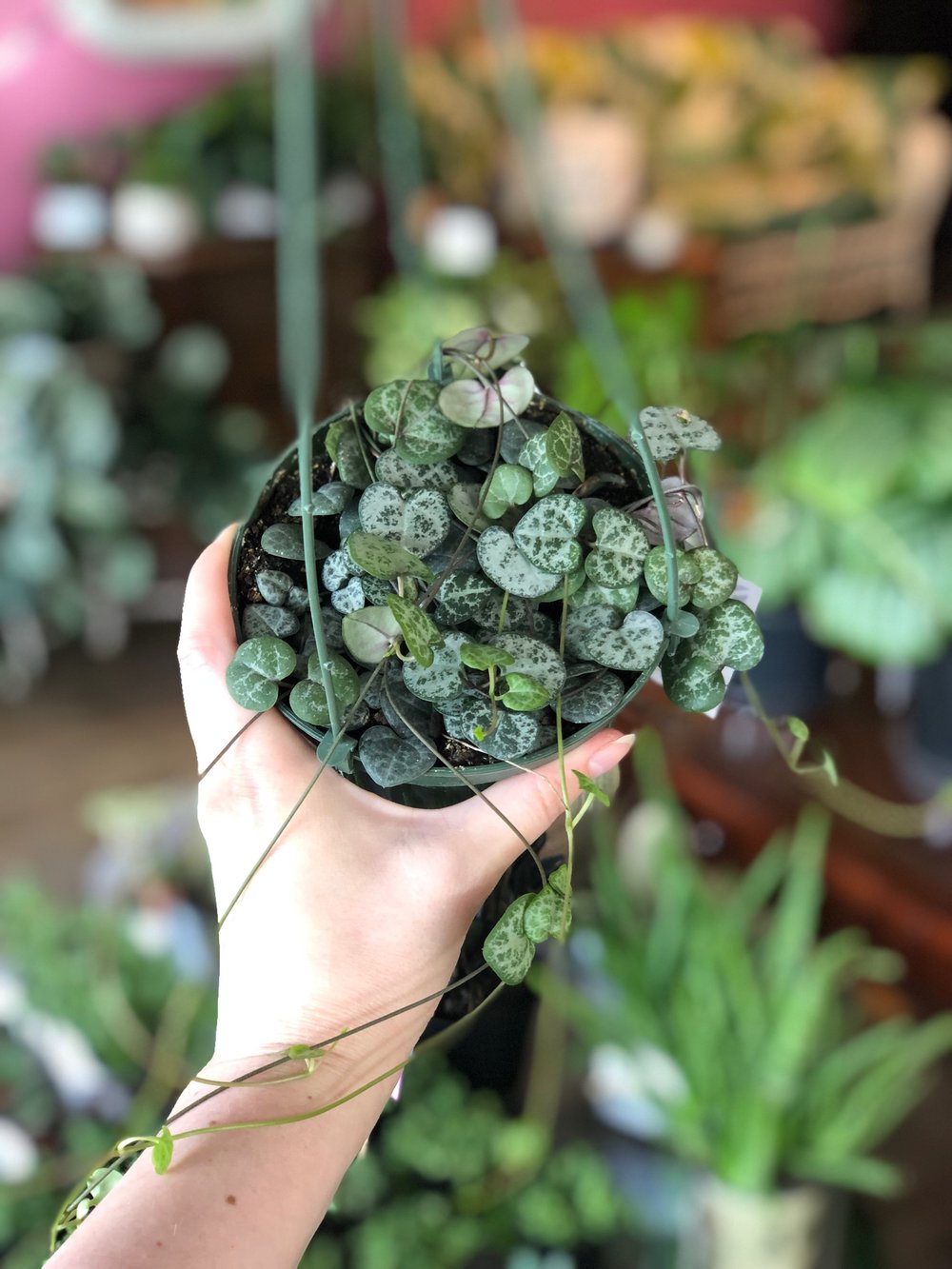 String of hearts