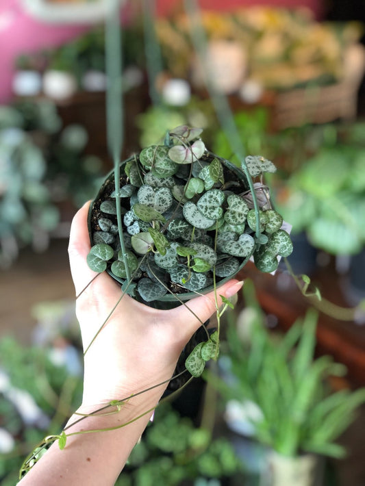 String of hearts