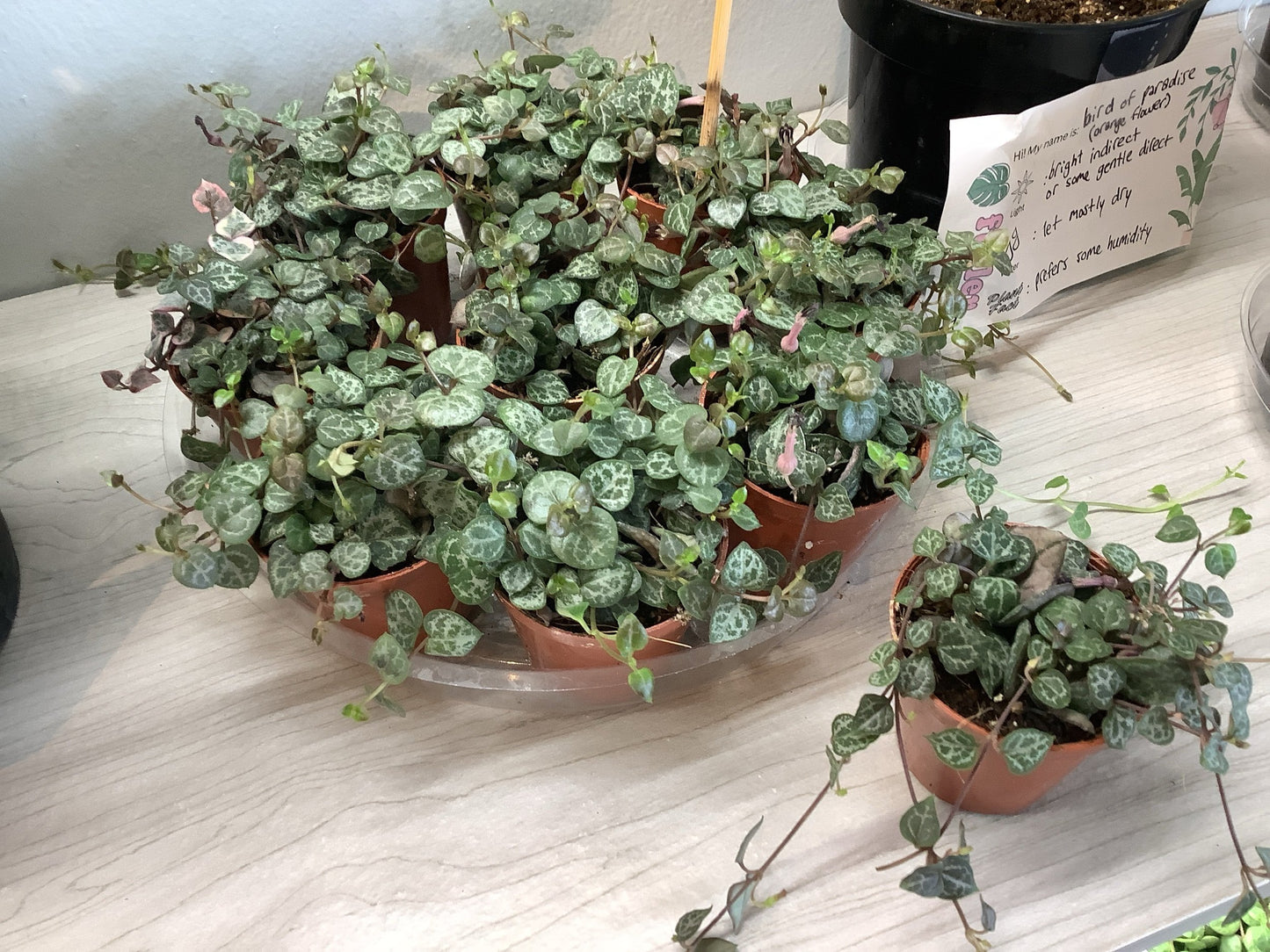 String of hearts