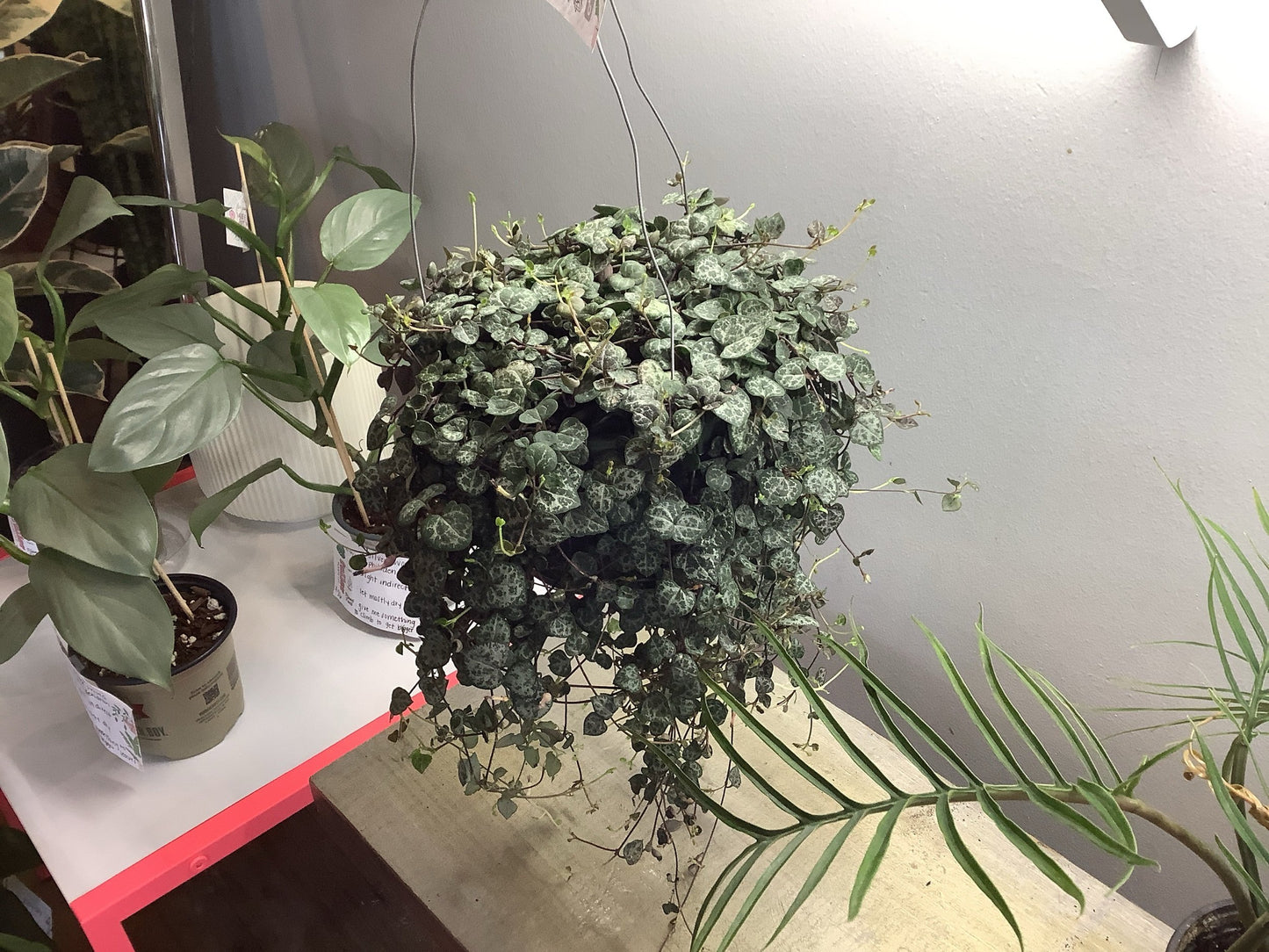 String of hearts