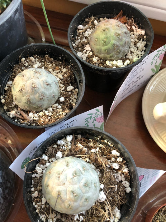 Tephrocactus geometricus (snowman cactus)