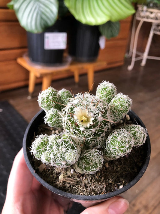 Thimble cactus
