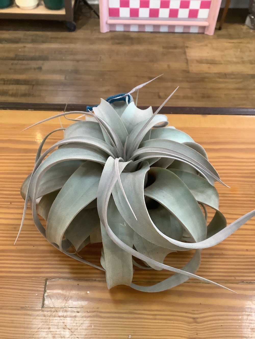 Tillandsia xerographica