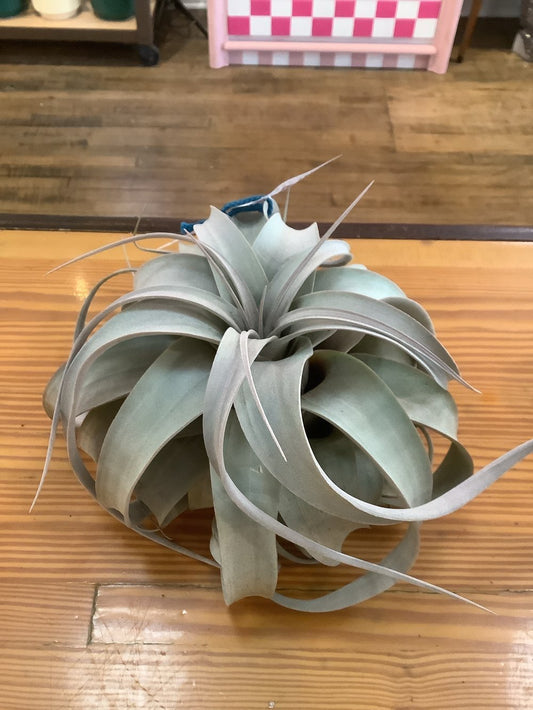 Tillandsia xerographica