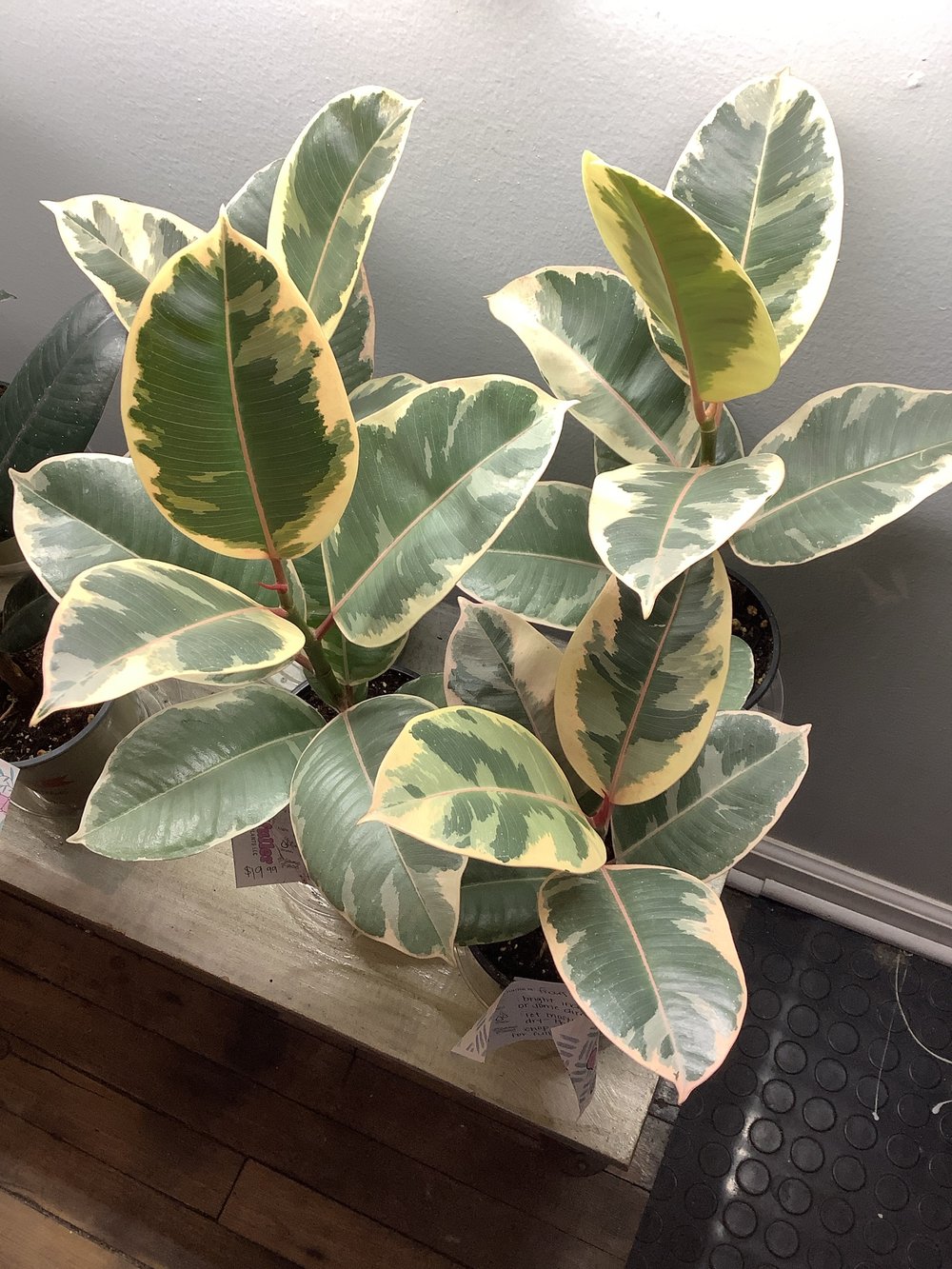 Tineke ficus Elastica
