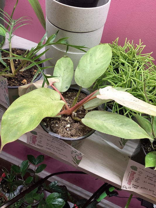 Variegated Snowdrift Philodendron