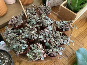 Variegated string of hearts