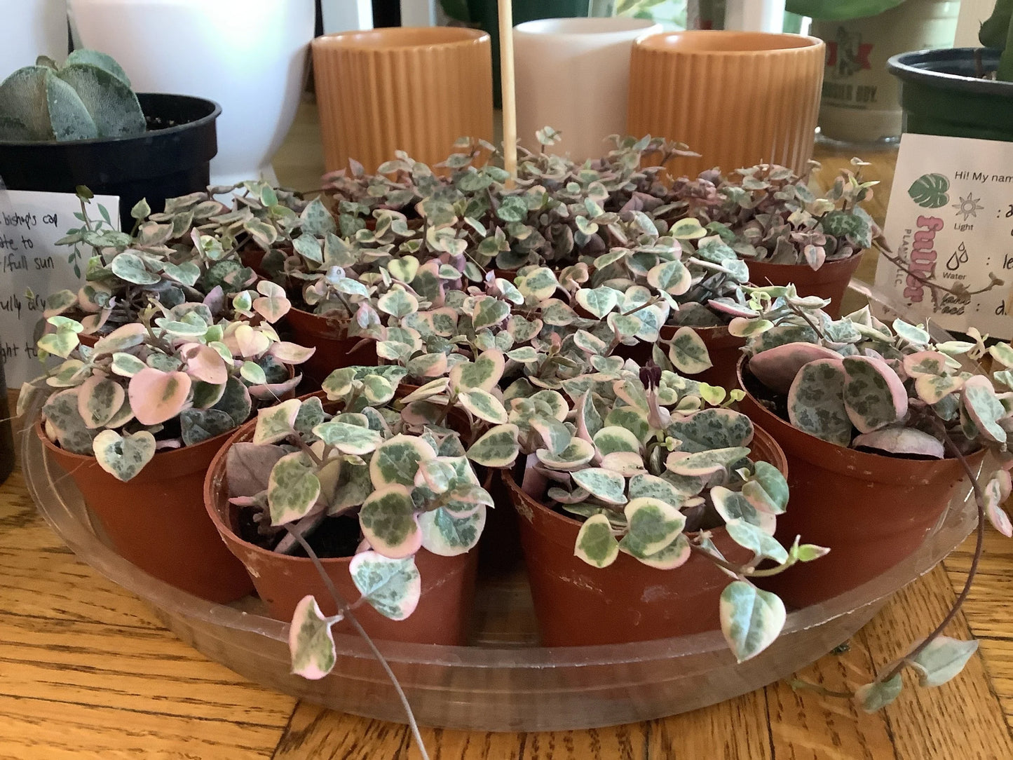 Variegated string of hearts