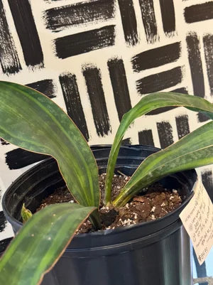Variegated whale fin snake plant