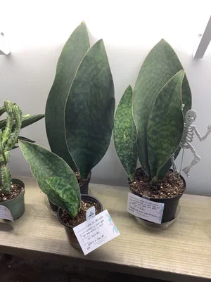 Whale fin snake plant