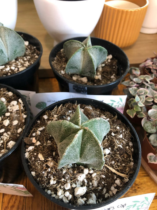 White bishop’s cap