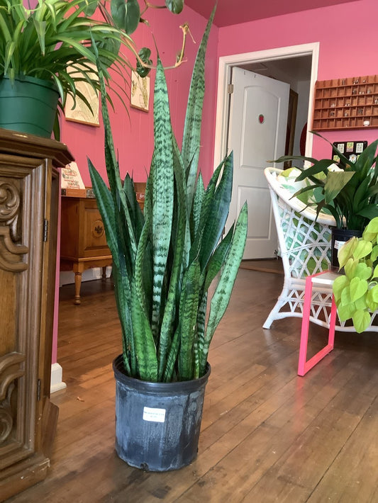 Zeylanica snake plant